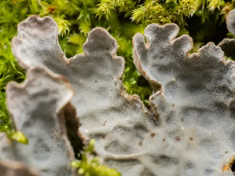 Grubenförmige Lobaria (Lobarina scrobiculata)
