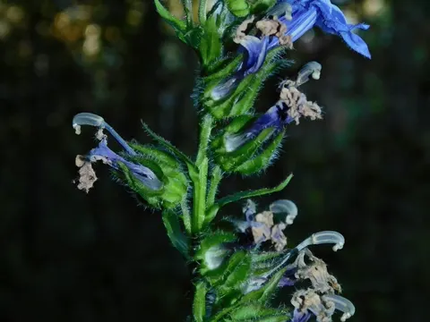 Blaue Kardinalslobelie (Lobelia siphilitica)