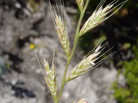 Italienisches Raygras (Lolium multiflorum)