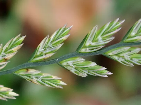 Deutsches Weidelgras