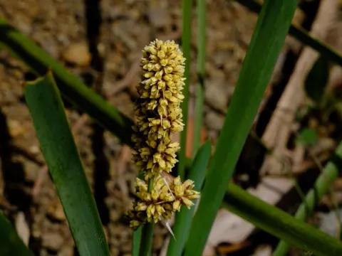 Lomandra longifolia