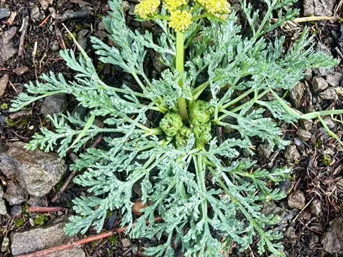 Large-fruited Lomatium (Lomatium macrocarpum)