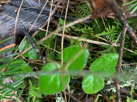 Kalifornisches Geißblatt