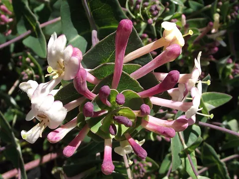 Immergrünes Geissblatt (Lonicera implexa)