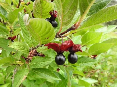 Deckblatt-Heckenkirsche