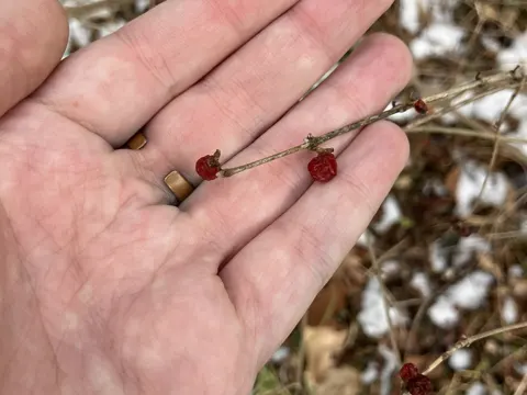 Amur-Geißblatt