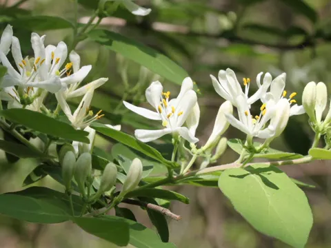Morrows Heckenkirsche (Lonicera morrowii)