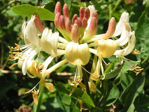 Honeysuckle