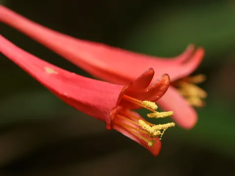 Trompeten-Geißblatt (Lonicera sempervirens)