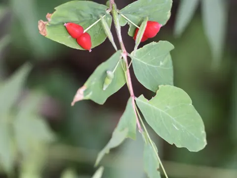 Utah Honeysuckle (Lonicera utahensis)