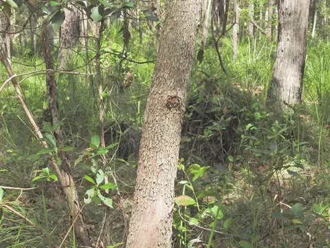 Lophostemon confertus (Lophostemon confertus)