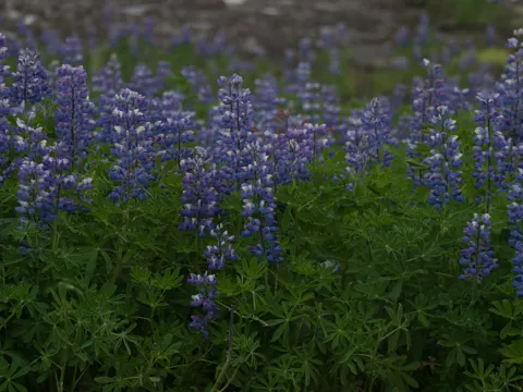 Lupinus nootkatensis (Lupinus nootkatensis)