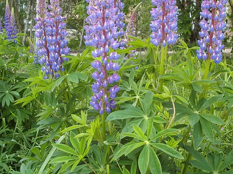 Vielblättrige Lupine (Lupinus polyphyllus)
