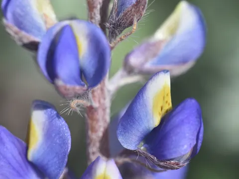 Spärliche Lupine (Lupinus sparsiflorus)
