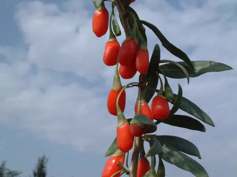 Goji Berry