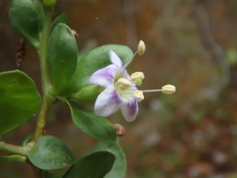 Wildes Teufelsdorn (Lycium ferocissimum)