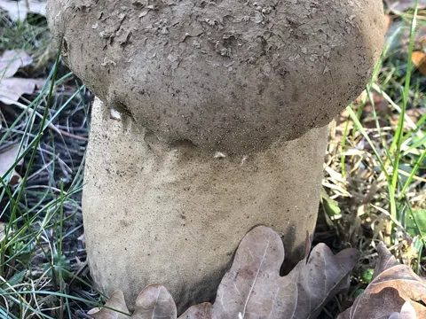 Beutelstäubling (Lycoperdon excipuliforme)