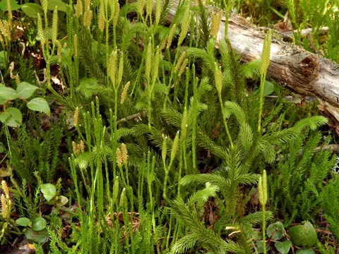 Lycopodium