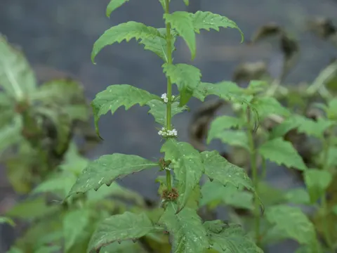 European Bugleweed