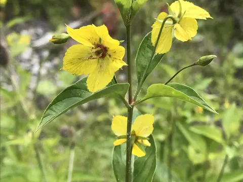 Gewimperte Gilbweiderich