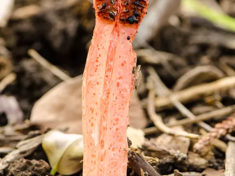 Netzstinkhorn (Lysurus mokusin)