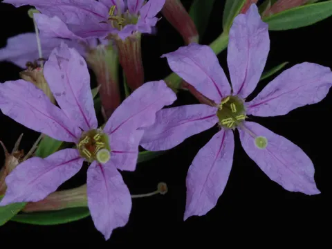 Lythrum alatum (Lythrum alatum)