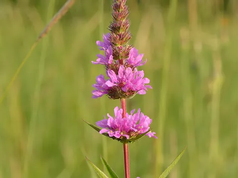 Purple Loosestrife