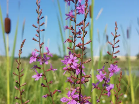 Ruten-Weiderich (Lythrum virgatum)