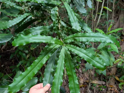Baumkrachnuss (Macadamia tetraphylla)