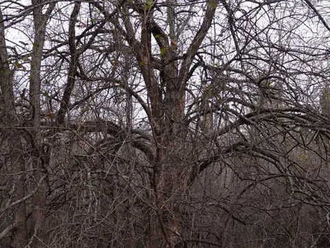 Osage Orange (Maclura pomifera)