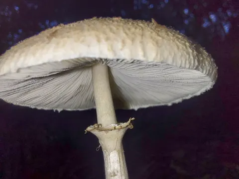 Parasol-Pilz (Macrolepiota clelandii)