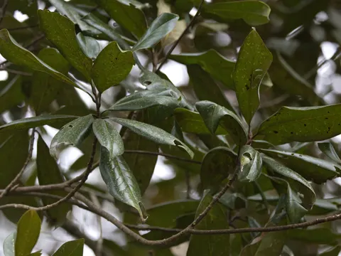 Großblütige Magnolie