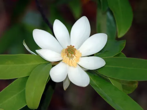 Magnolia virginiana (Magnolia virginiana)