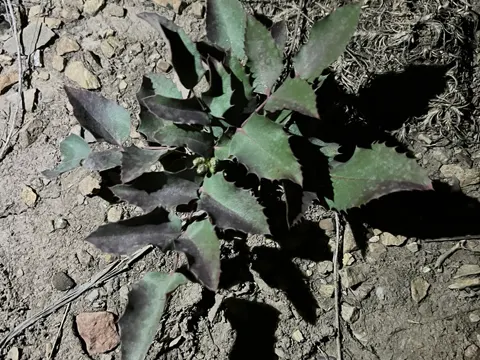 Creeping Oregon-grape (Mahonia repens)