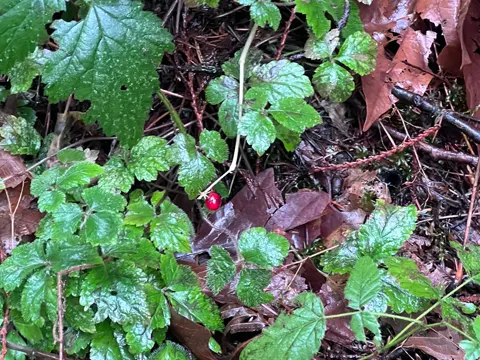 Zweibluettrige Falsche Maiglöckchen (Maianthemum dilatatum)