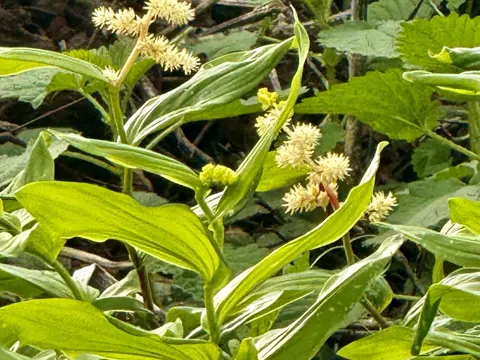 Traubiges Maiglöckchen