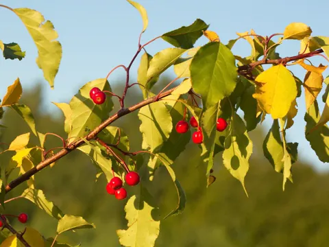 Beerenapfel (Malus baccata)