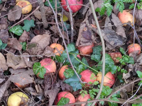 Apfel