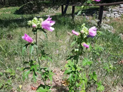 Rosen-Malve (Malva alcea)