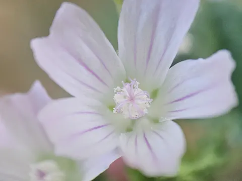 Common Mallow