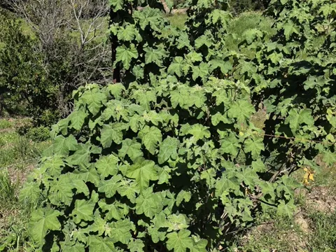 Tree Lavatera