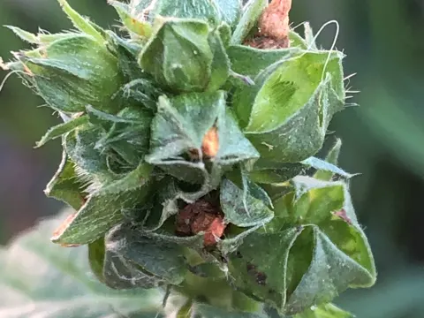 Threelobe False Mallow