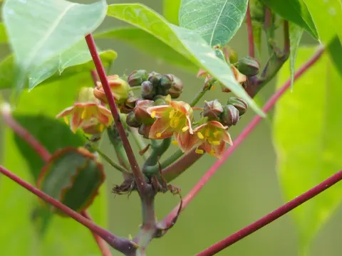 Maniok (Manihot esculenta)