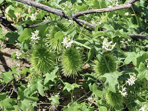 Calabazilla (Marah macrocarpa)