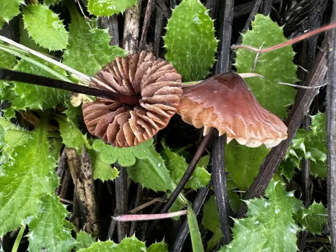 Marasmius plicatulus