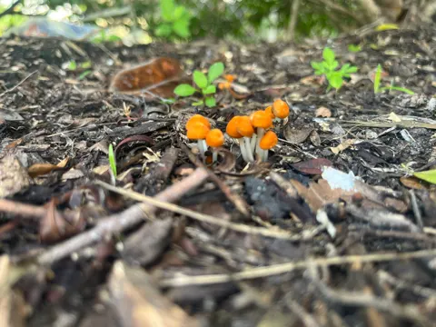 Pinwheel Mushroom (Marasmius vagus)
