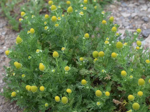 Disc Mayweed
