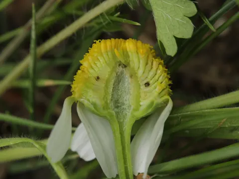 Echte Kamille (Matricaria recutita)