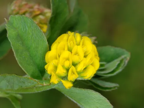 Hopfenklee (Medicago lupulina)