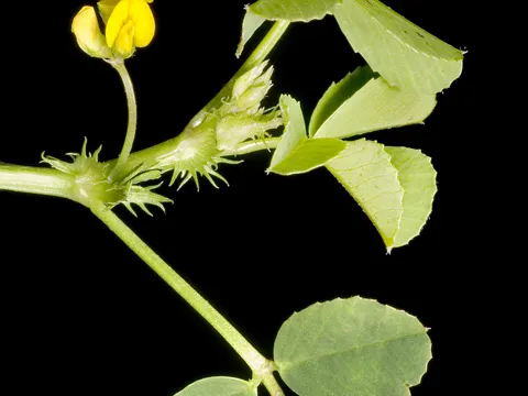 Stacheliger Schneckenklee (Medicago polymorpha)